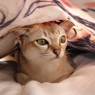 cats2_1049