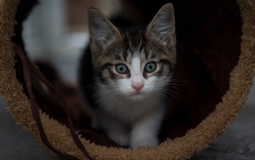 cats2_1053.jpg