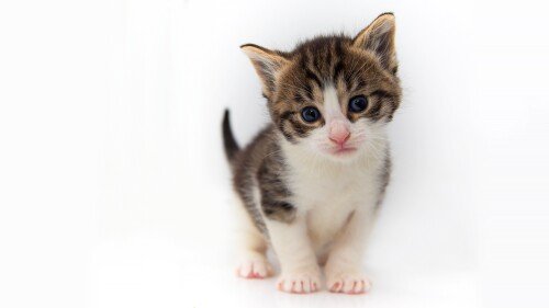 cats2 1054