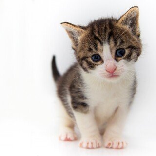 cats2_1054