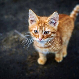 cats2_1055