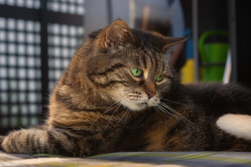 cats2 1056