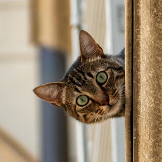 cats2_1061