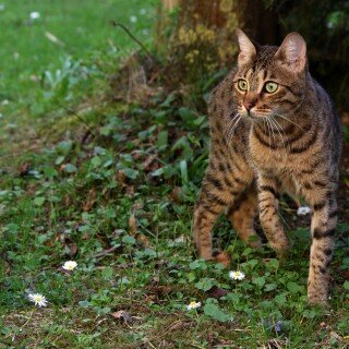 cats2_1068