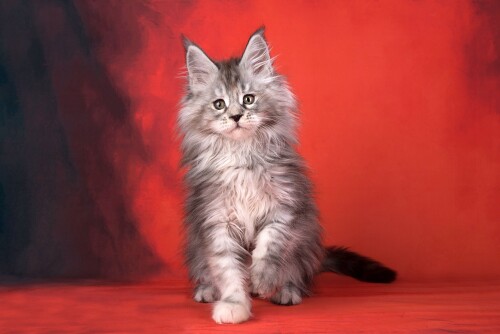 cats2 1072