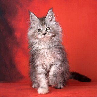 cats2_1072