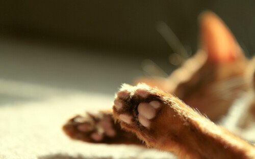 cats2 1073