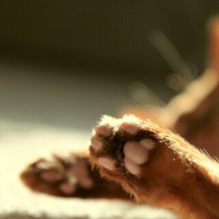 cats2_1073