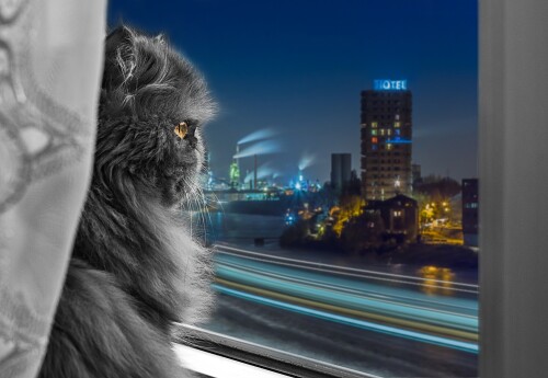 cats2 1074