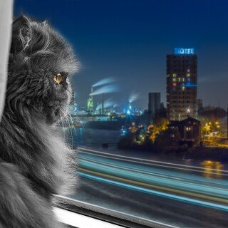 cats2_1074