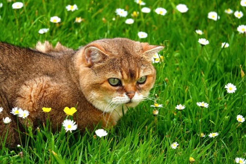 cats2 1076
