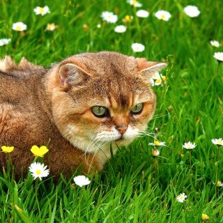 cats2_1076