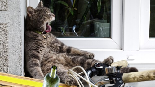 cats2 1077