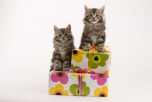 cats2_1080.jpg