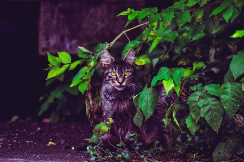cats2 1081