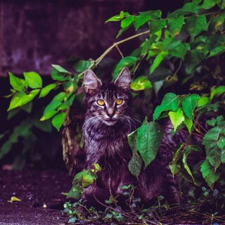 cats2_1081
