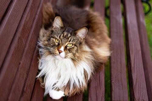 cats2 1091