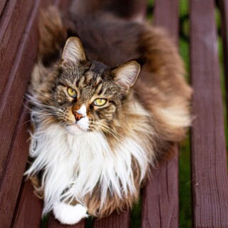 cats2_1091