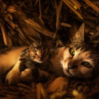cats2_1092