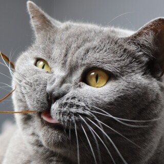 cats2_1093