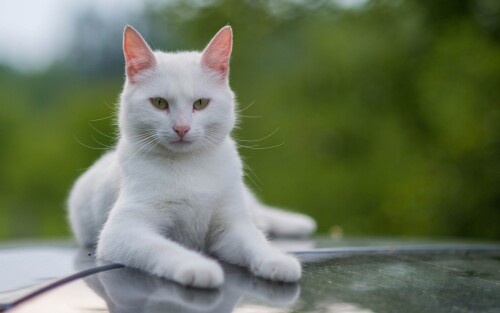 cats2 1096
