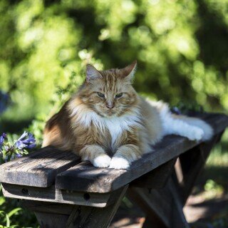 cats2_1097