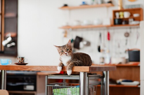 cats2 1104
