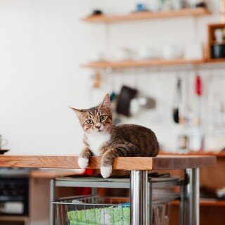 cats2_1104