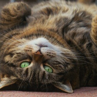cats2_1110