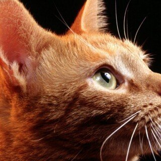 cats2_1117