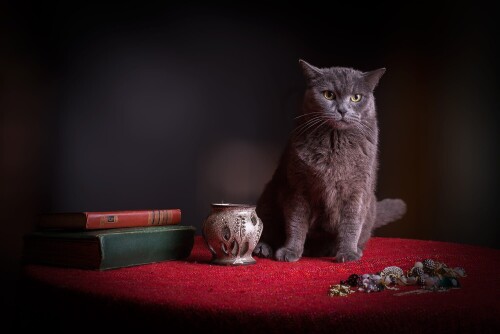 cats2 1119
