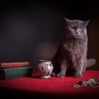 cats2_1119