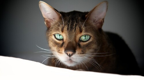 cats2 1120