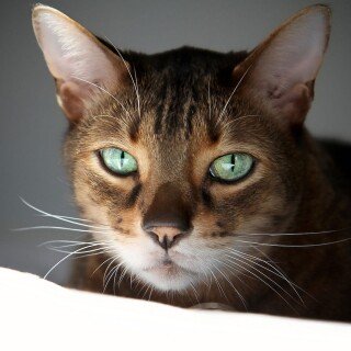 cats2_1120