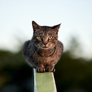 cats2_1123