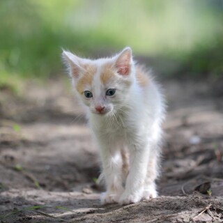 cats2_1126