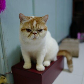 cats2_1131