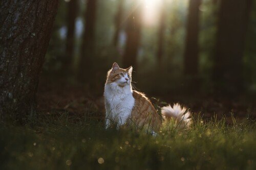 cats2 1133