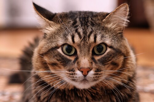 cats2 1136