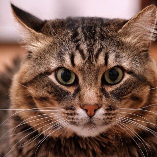 cats2_1136