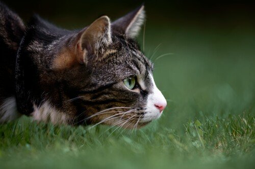 cats2 1137