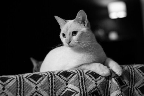cats2 1138