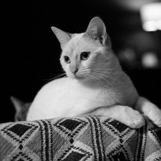 cats2_1138