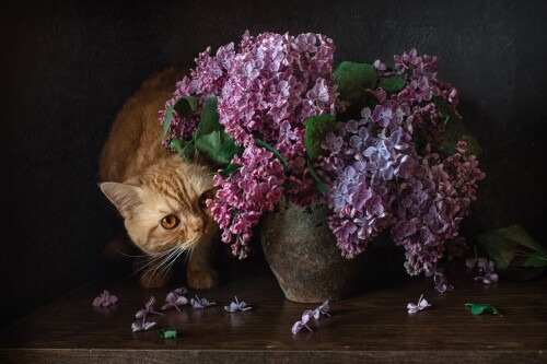cats2 1142