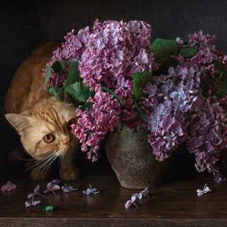 cats2_1142