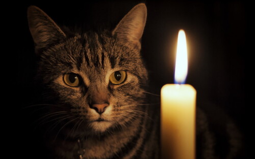 cats2 1150