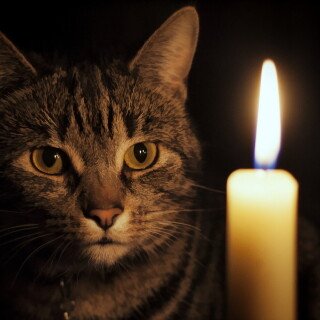 cats2_1150