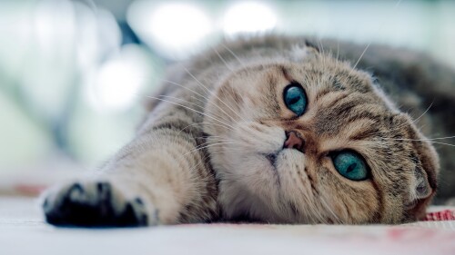cats2 1155