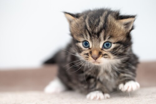 cats2 1164
