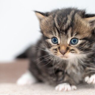 cats2_1164